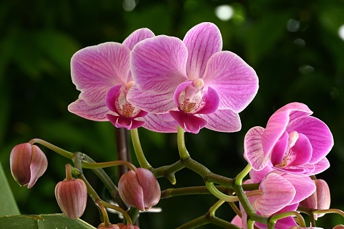 B orchid nii.jpg